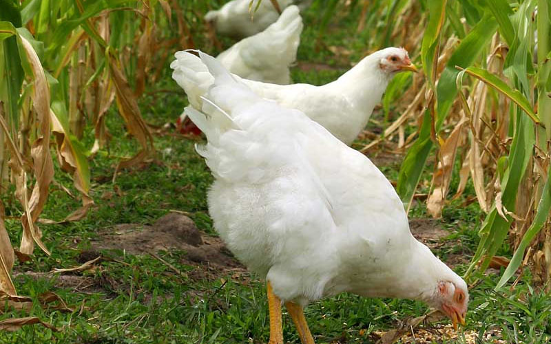 Allow a brood of hens to eat from your garden