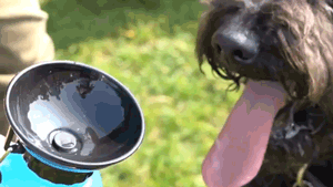 Doggy Dringking bottle Doggy Dringking bottle