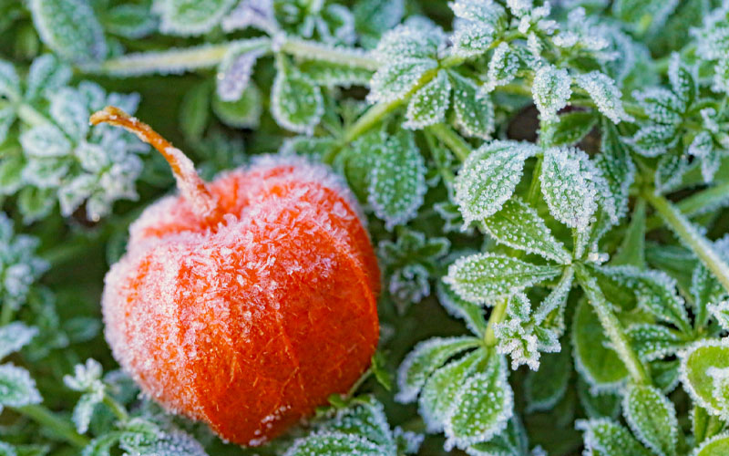 Know about the frost dates