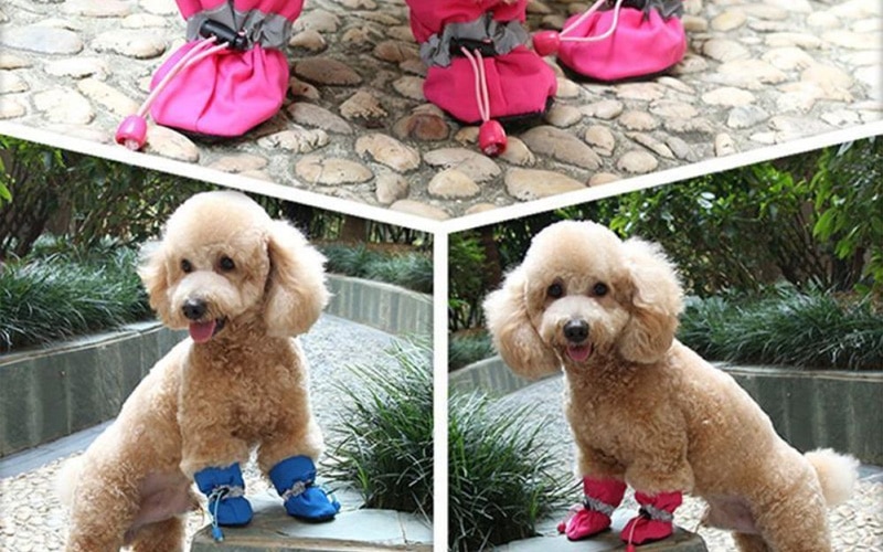 Adorable Dog Booties