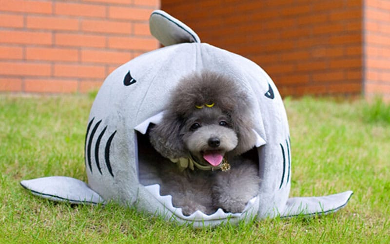 Best Selling Shark Pet Bed