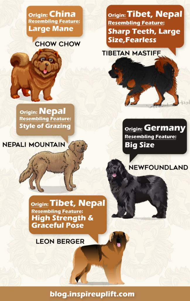 6 Dogs That Look Like Lion (& How To Make Yours A Lion Dog)