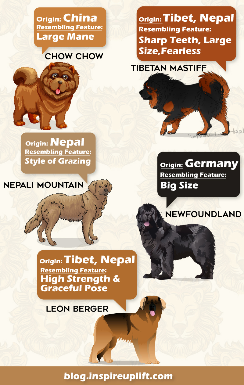 Chow chow shop lion dog