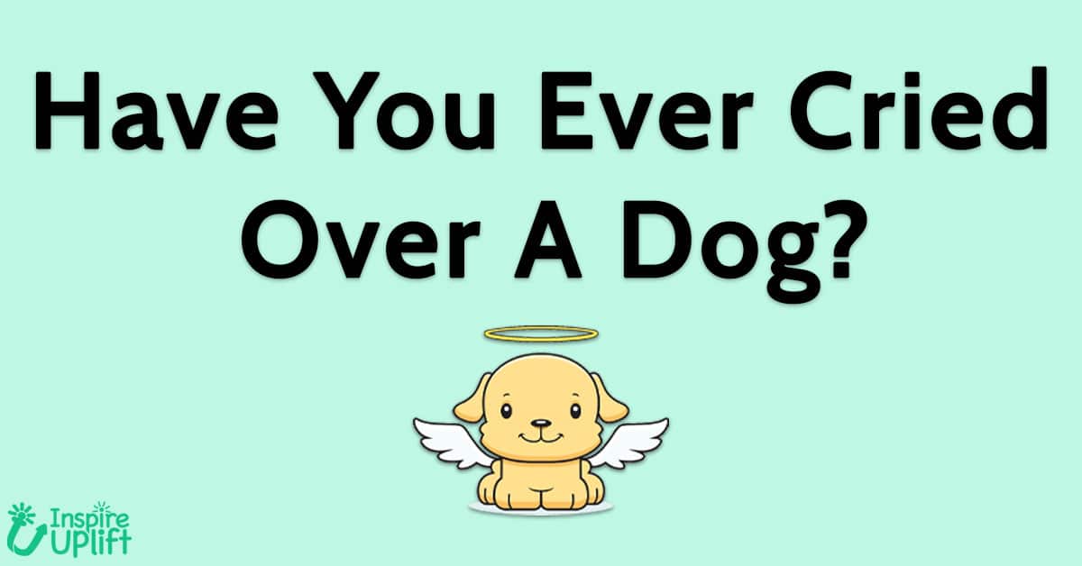 Have You Ever Cried Over A Dog