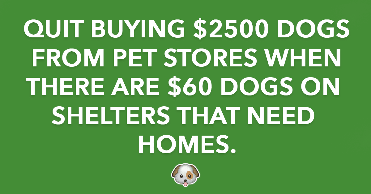 Quit Buying $2500 Dogs from Pet Stores When There are $60 Dogs in Shelters that Need Homes