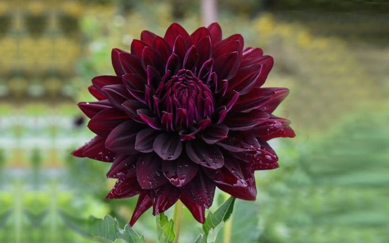 Dahlia Black Beauty