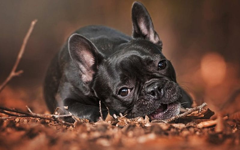 Black Bulldog