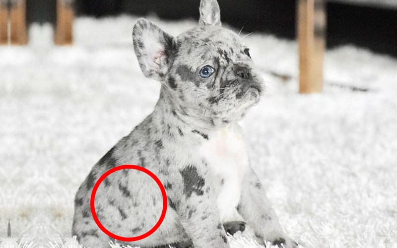 Bulldog with Small dots