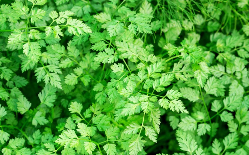 Chervil