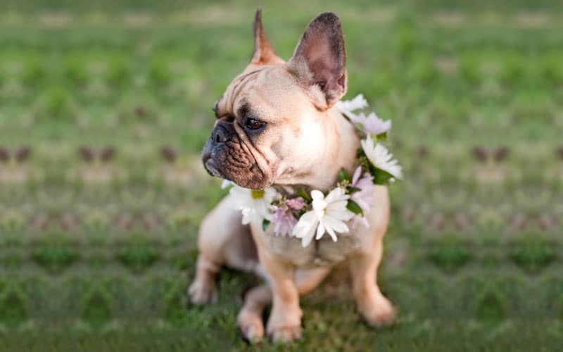 Cream Bulldog