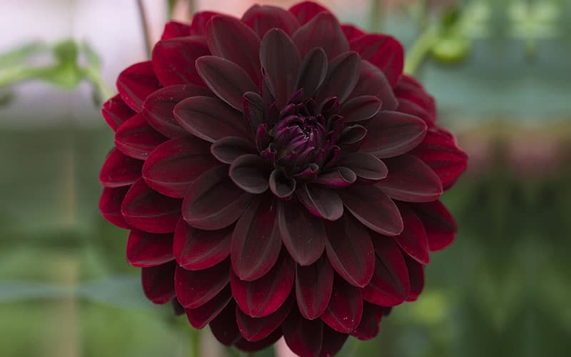 Dahlia Arabian night