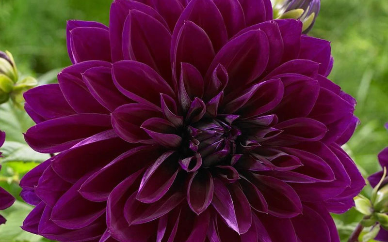 Dahlia purple black