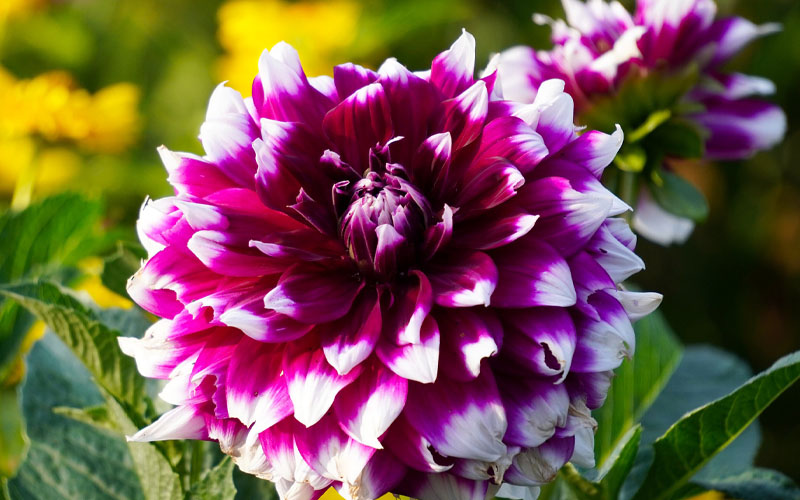 Dahlia purple white