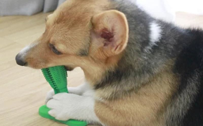 Dog toothbrush toy with stabilizing base