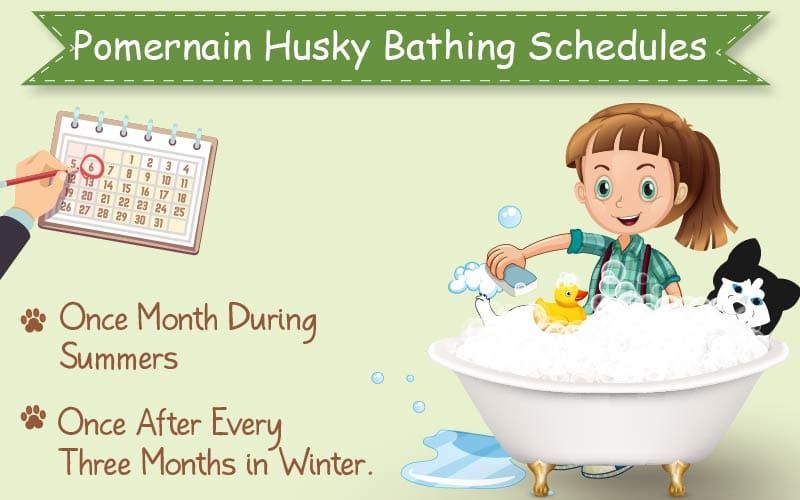 Pomeranian Husky Bathing Schedule