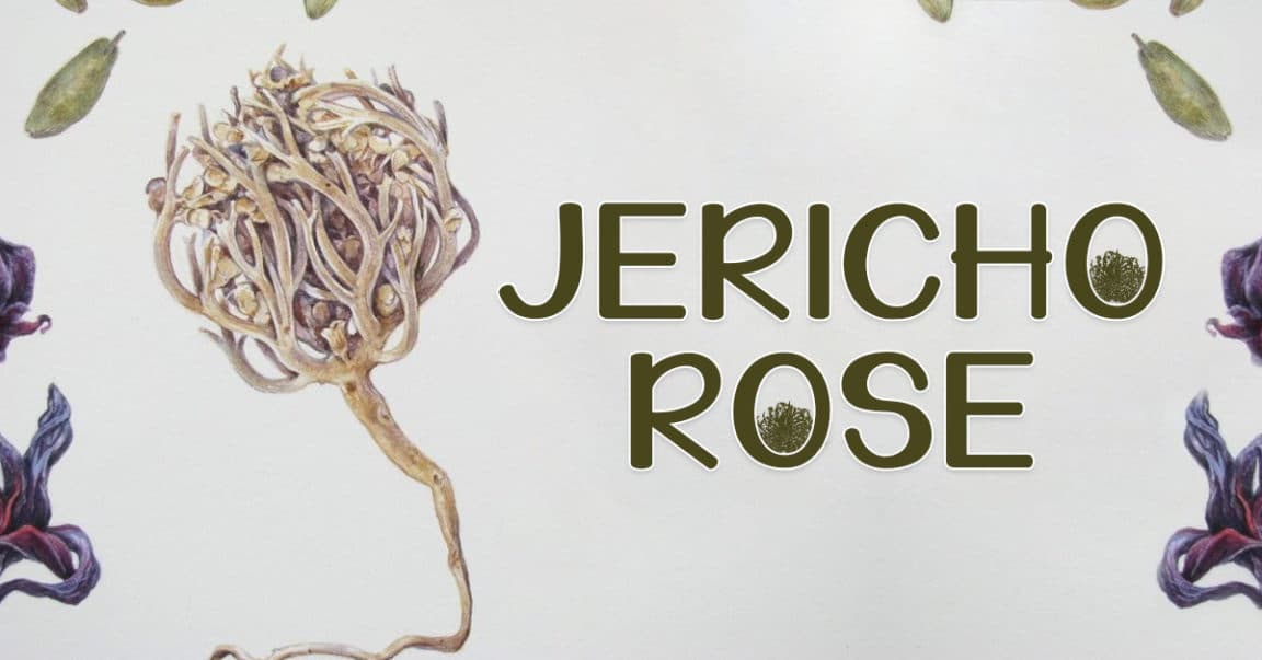 Jericho Rose A Plant to Call Luck, Fortune and Prosperity