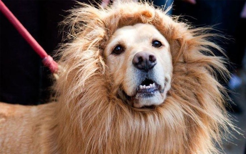 Lion Mane Wig for Dogs