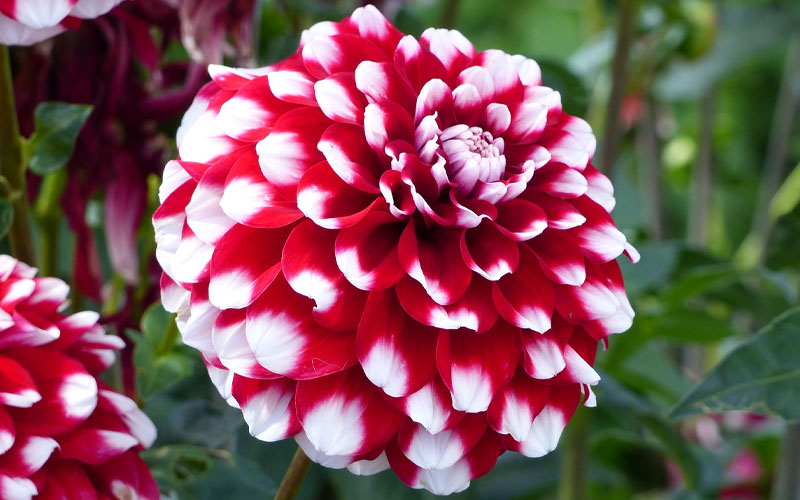 Red White dahlia