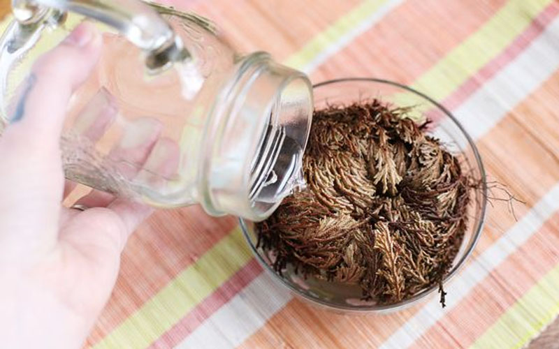 Rose of Jericho Care