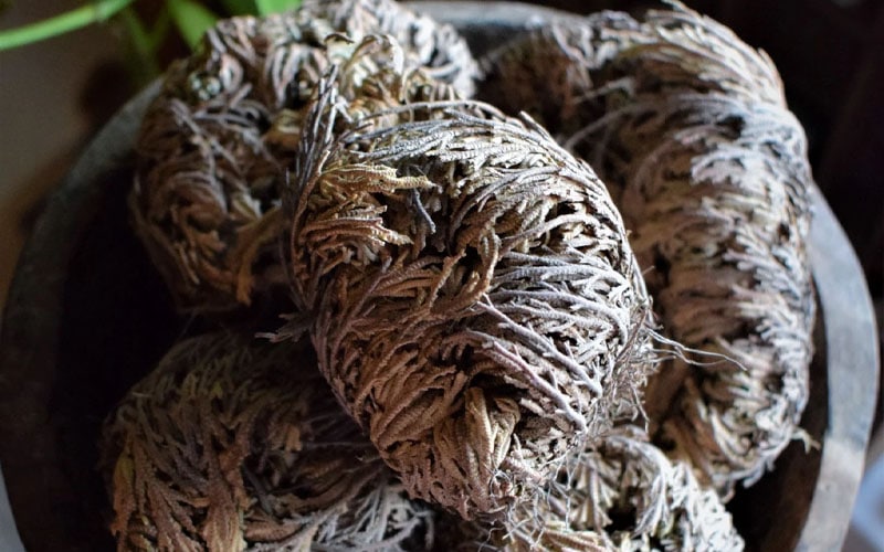 Rose of Jericho: Benefits, Uses, and Precautions