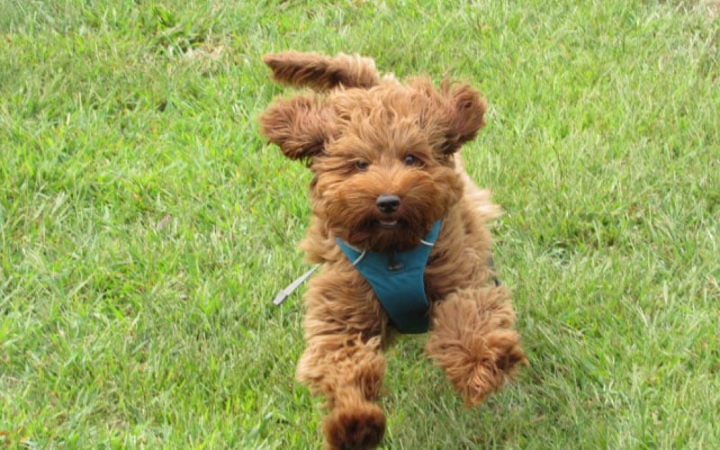 El Shepadoodle es la raza de perros más inteligente