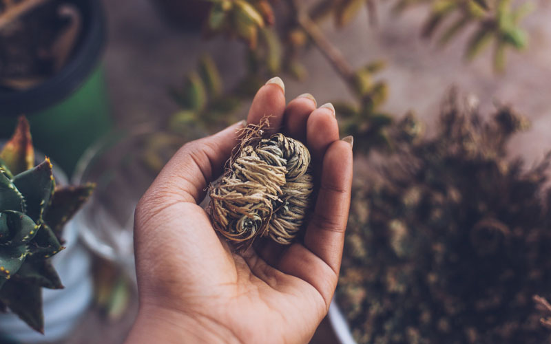 Rose of Jericho Plant for New Beginnings