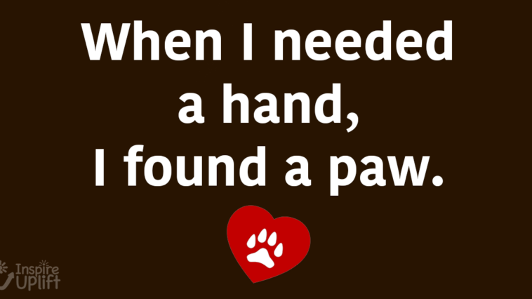 When I need a hand i found a paw
