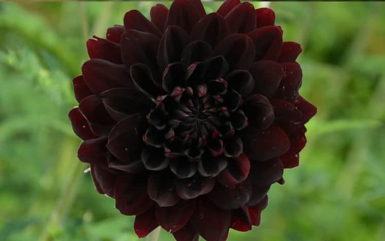 7 Easy Tips To Grow Mysterious Black Dahlia In Home Garden