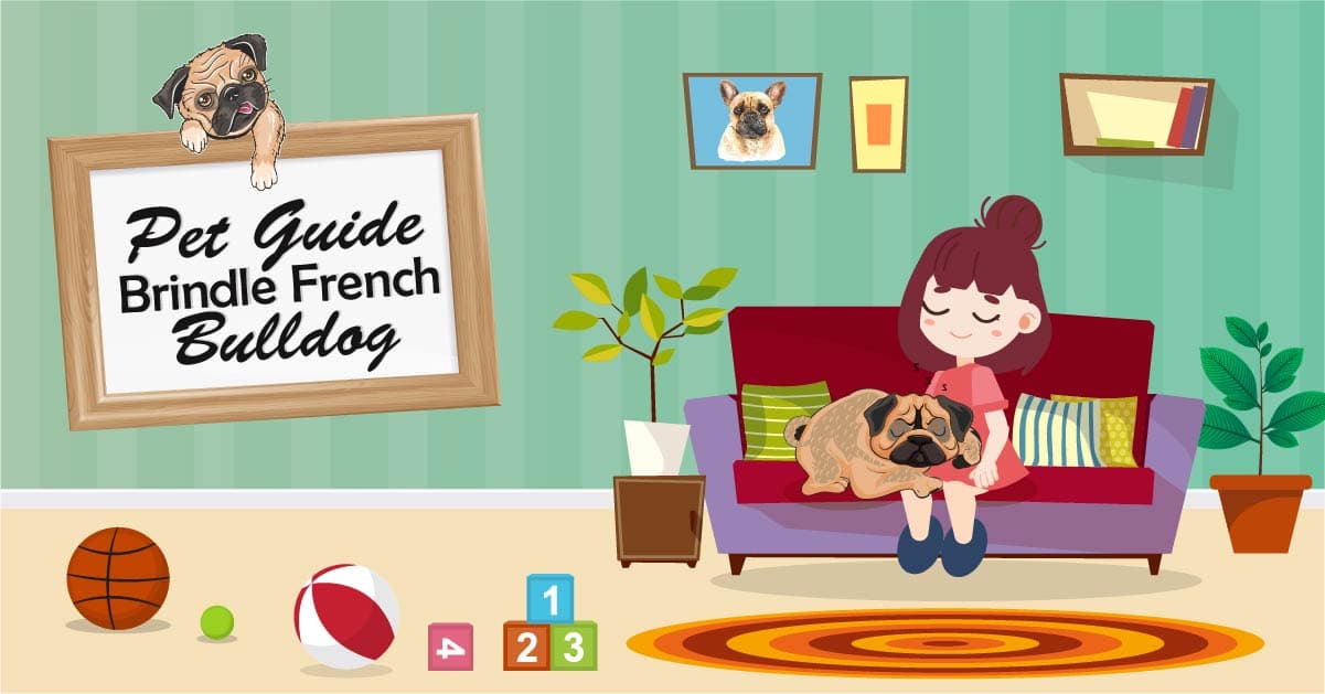 french bulldog feature