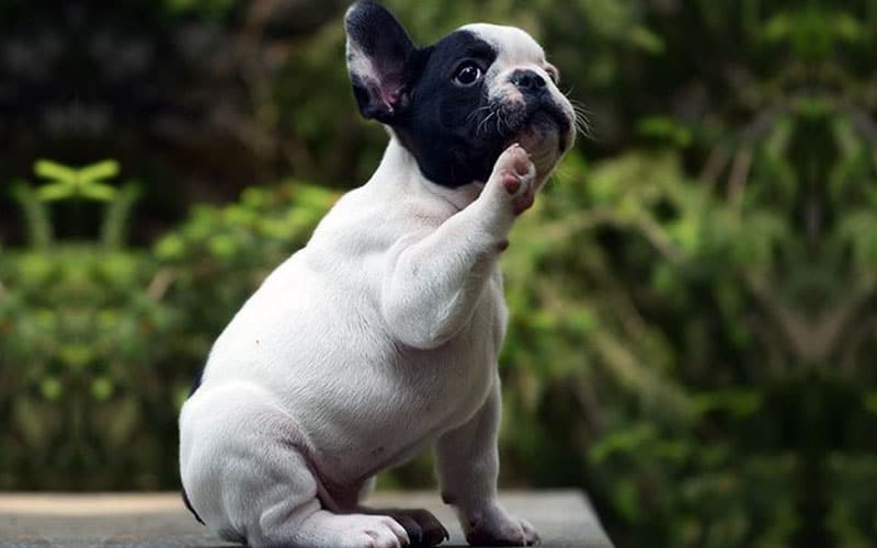 pied bulldog