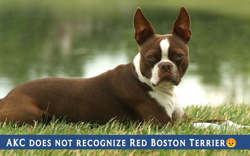 are red boston terriers purebred