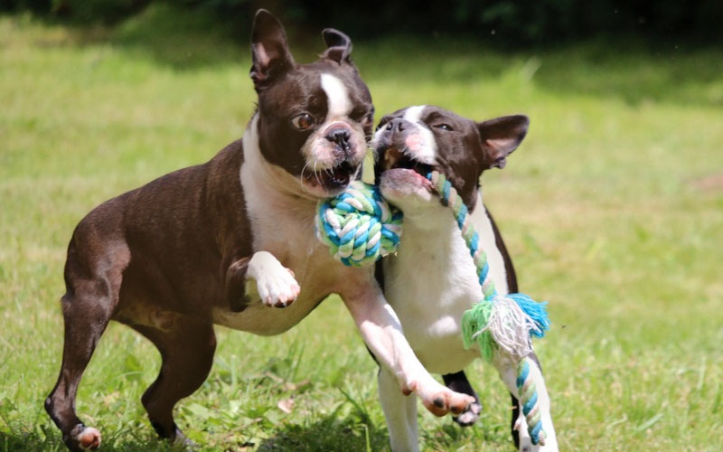 The temperament of the Red Boston Pup