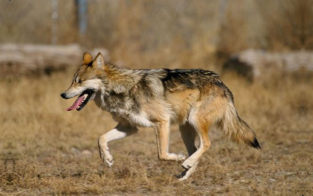 Detailed Coydog Guide (Personality, Care & Health Issues)