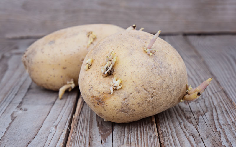 vegetative propagation potato