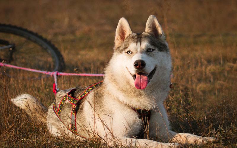 Alaskan Husky