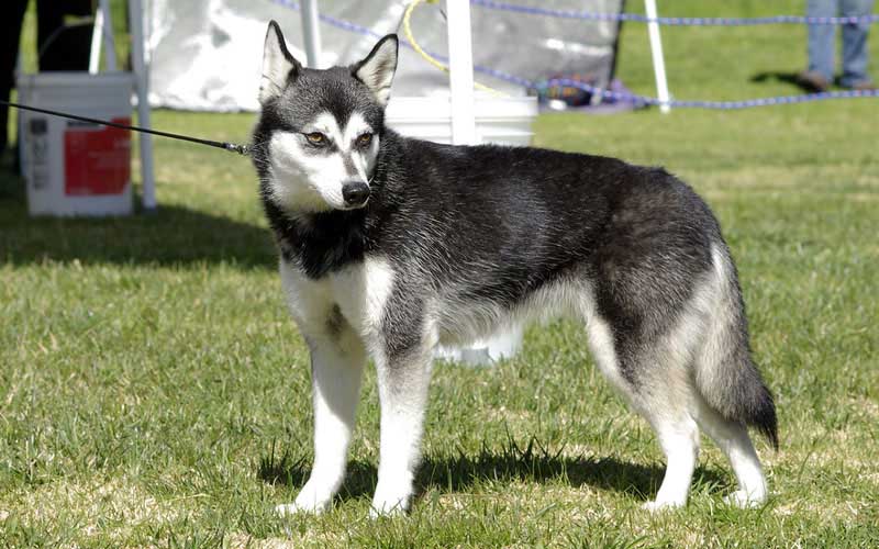 American Klee Kai