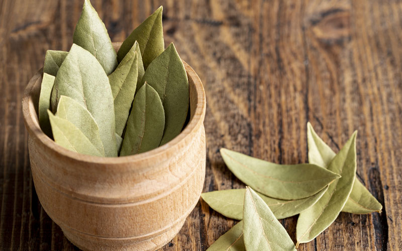 Bay leaf