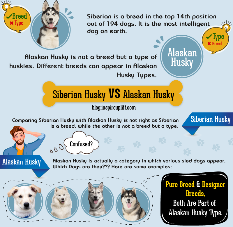 Types of best sale siberian husky breeds