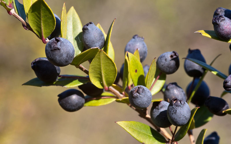 ITS FRUITS or BERRIES