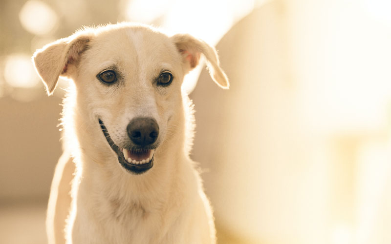 Labrador Husky