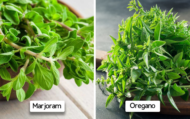 Marjoram vs. Oregano