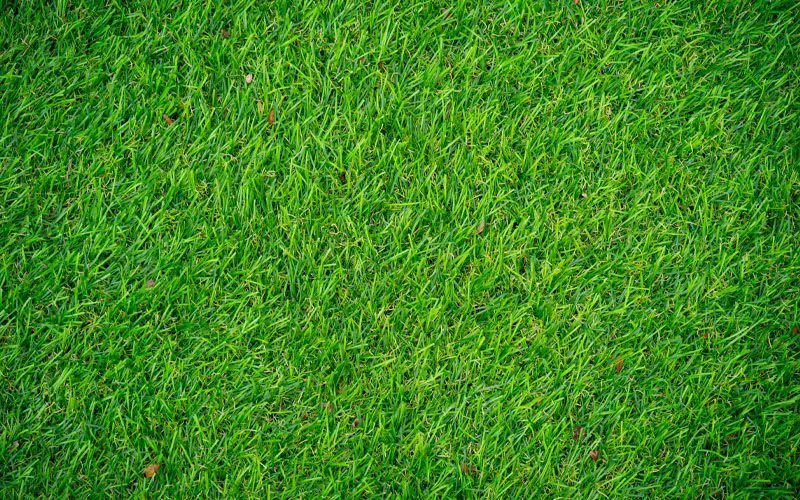 Natural Grass