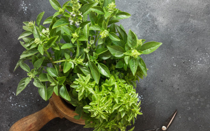 What Should I Substitute For Marjoram 8 Alternatives 