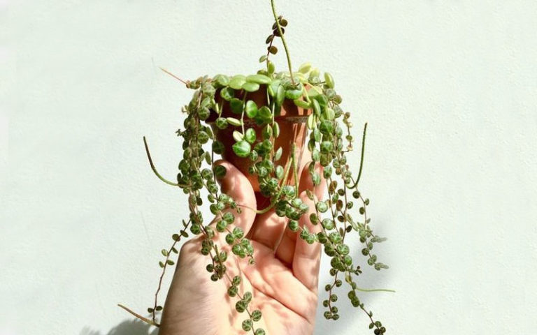Peperomia Prostrata | String of turtles | 11 Garden Care Tips