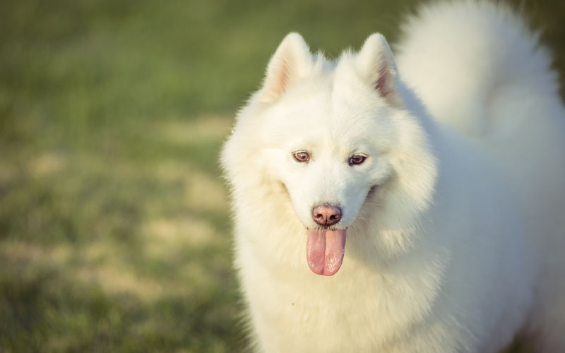 Samoyed