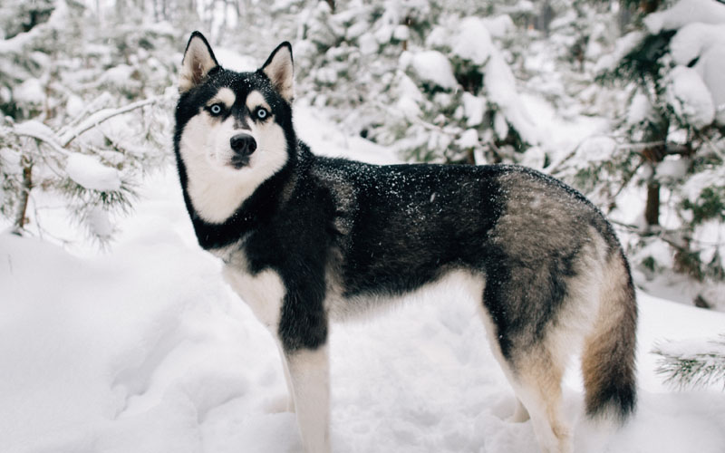 西伯利亚雪橇犬