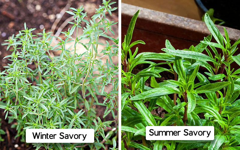 Summer-winter savory