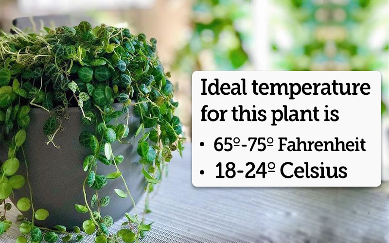 The Temperature Requirements for Peperomia