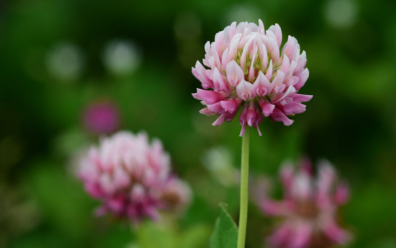 Kończyca alpejska (T. hybridum)