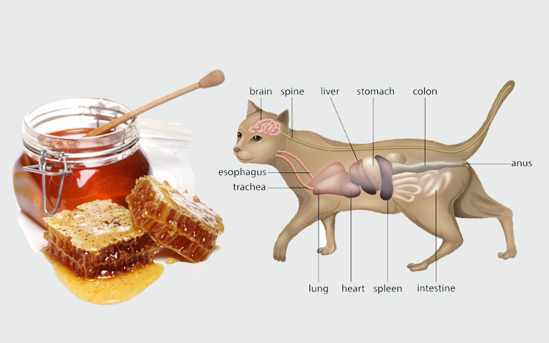 Can Cats Digest Honey